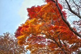 箱根紅葉