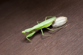 カマキリ